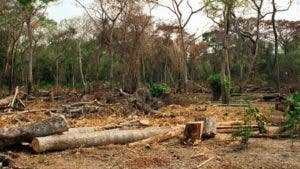 Cada año se pierden siete millones de hectáreas de bosque tropical, dice FAO