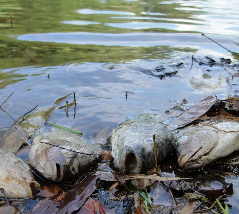 Ambiente investiga muerte miles de  peces proyecto de La Bombita