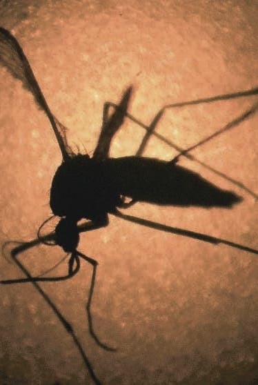 La OMS confirma que el virus del Zika es una emergencia, no sólo sus efectos