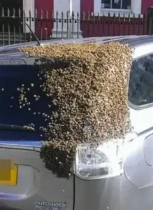 Abejas persiguieron auto donde quedó su reina