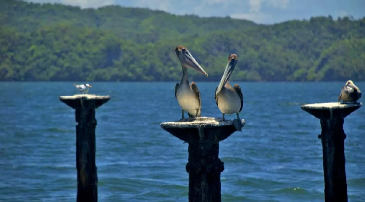 Biodiversidad, fuente de vida a salvaguardar