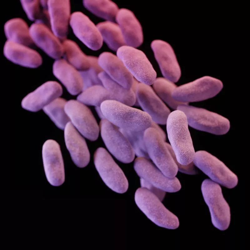 “Superbacteria” hallada en EEUU podría dar inicio al fin de los antibióticos