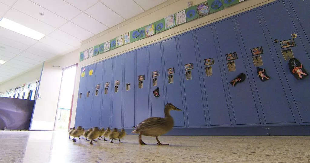 Una mamá pata recorre cada año los pasillos de una escuela