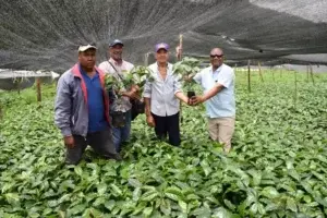 Codocafe entrega plantas resistentes a la Roya