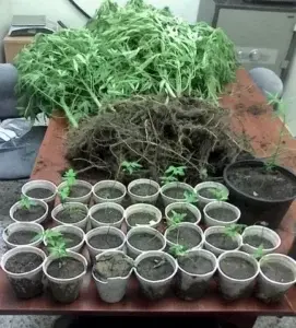 Decomisan 300 porciones de marihuana en Centro Corrección y Rehabilitación de La Romana