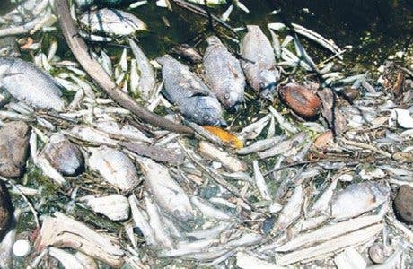 Medio Ambiente investiga envenenamiento de miles de tilapias en Barahona