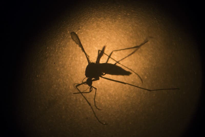 La inmunidad contra el dengue puede proteger a niños de síntomas del zika