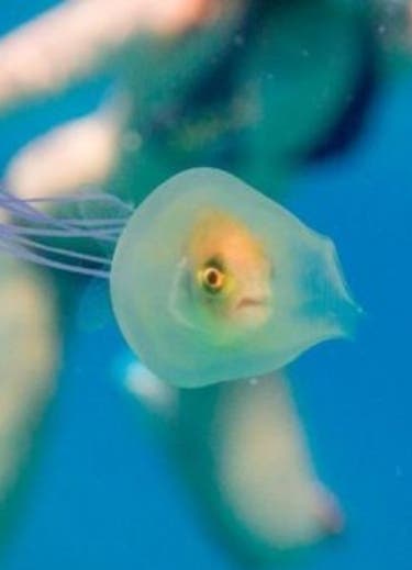 Pez queda atrapado dentro de medusa