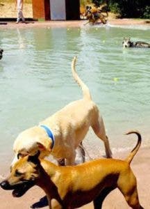 En Madrid abren primera piscina para perros