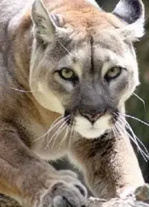 Una madre  salva su hijo de un puma