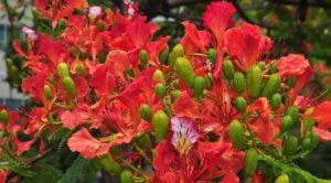 El framboyán, planta que ayuda a crear  miel