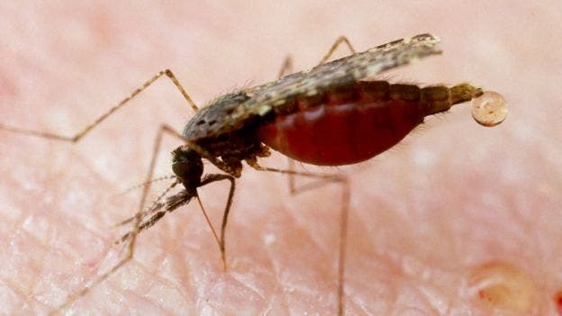 Los mosquitos, la especie más mortífera del planeta