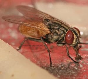 La mosca, un insecto ligado a cultura  humana