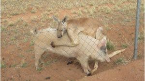 La curiosa relación amorosa entre un canguro y una cerda en Australia