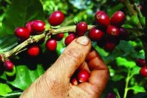 La Comisión Europea protege el Café Valdesia de República Dominicana