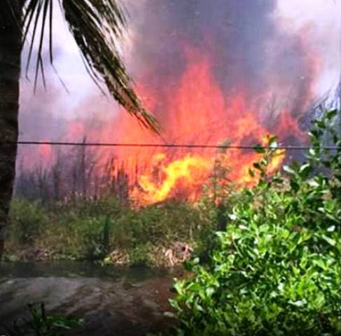 Incendio forestal afecta vegetación humedales de laguna Cabarete