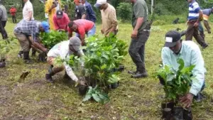 IAD inicia siembra de un millón plántulas de café en San Cristóbal