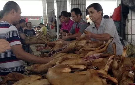 China celebra su mayor festival de carne de perro sumido en la polémica