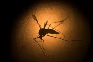 Zika podría causar abortos o tejido cerebral blando en bebés, según estudio