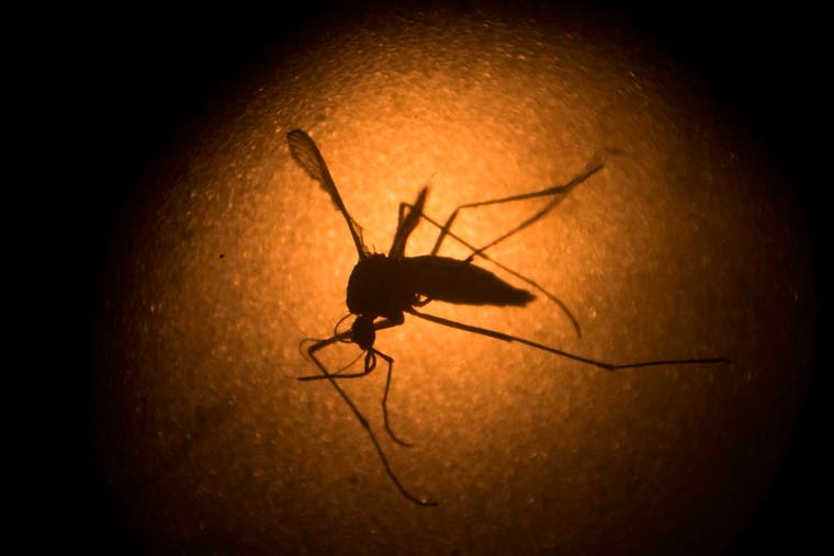 Zika puede afectar a «decenas de miles» de bebés en América Latina, según estudio