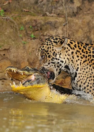 El jaguar más grande de América ataca a un cocodrilo