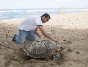 Tortuga sorprende desovando a plena luz