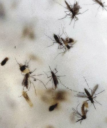 Liberarán mosquitos infectados con bacteria en Miami para combatir el zika