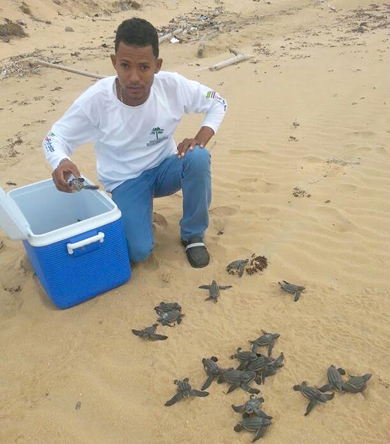 Medio Ambiente libera 76 neonatos de tortugas Tinglar en La Altagracia