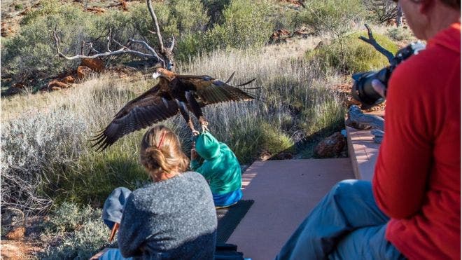 El impactante momento en el que un águila trata de llevarse a un niño en Australia