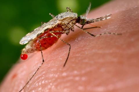 Disminuyen casos de malaria en República Dominicana