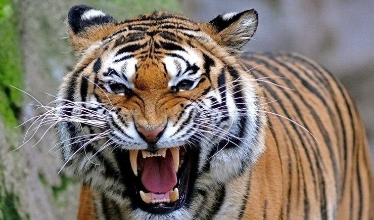 Varios tigres matan a una mujer y hieren a otra en un parque safari en Pekín