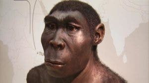 El homo erectus ya andaba como el hombre moderno hace 1,5 millones de años