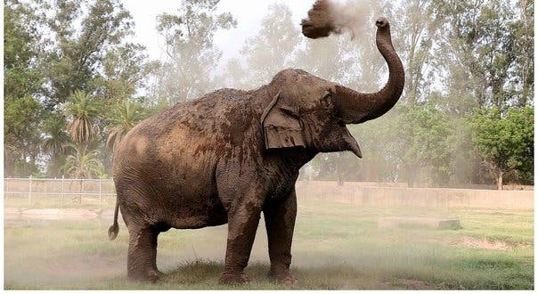 Un elefante mata de una pedrada a una niña de siete años en Zoológico