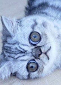 El gato que enamora por sus ojos en la redes sociales