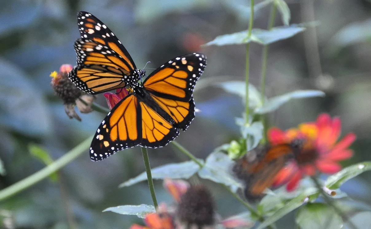 Jardin de las Mariposas / Osi Méndez / 07-01-15
