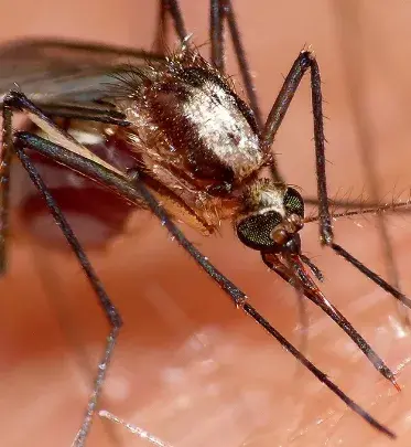 Más embarazadas tienen el Zika virus