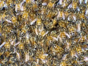 Abejas, las guardianas del ecosistema mundial que están en peligro