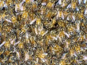 Abejas, las guardianas del ecosistema mundial que están en peligro