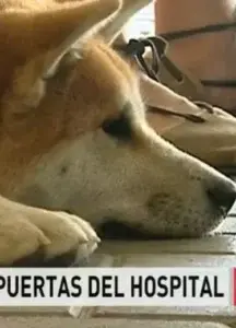 Perra espera a dueña en puerta hospital donde está