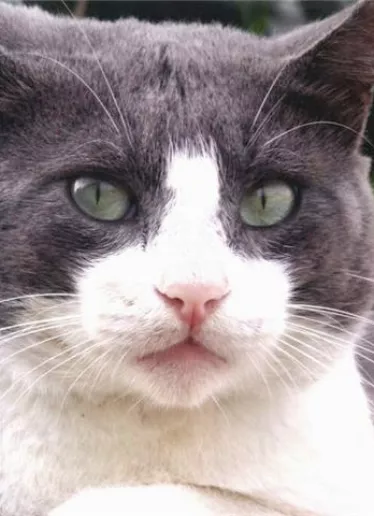 El Pais. Gato. Mascota de Jorge Gonzalez. Hoy/ Jorge Gonzalez