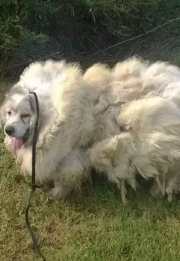 Cortan15 kilos de pelo a perro encerrado por 6 años