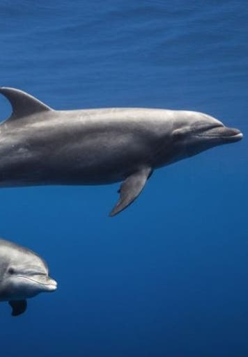 Investigadores graban a dos delfines hablando