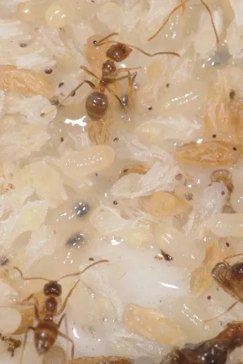 Hairy Crazy Ants