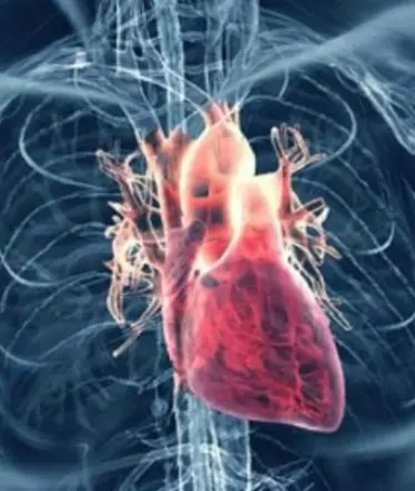 El corazón reacciona ante un infarto de una manera muy diferente a lo pensado