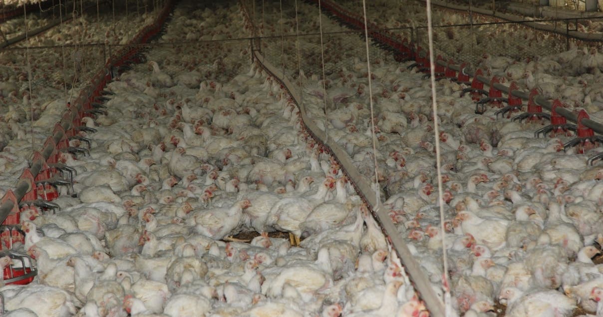 Salud Pública asegura influenza en pollos no afecta a los humanos