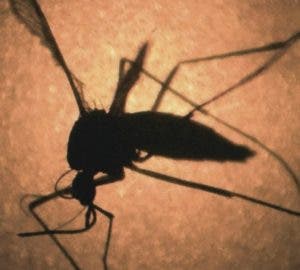 Mayaro, virus transmitido por mosquito Aedes aegypti