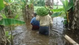 Inundaciones y sequías representan principal amenaza en sector agrícola, según estudio