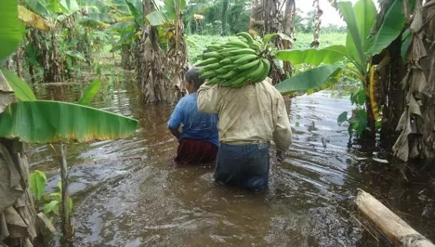 Inundaciones y sequías representan principal amenaza en sector agrícola, según estudio