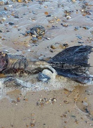 Descubre supuesto cadáver de una sirena en playa