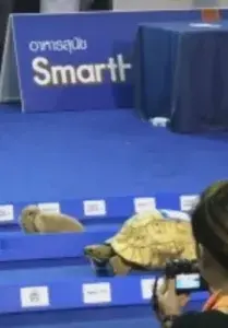 Tortuga gana una carrera a una liebre